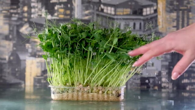 stroke wet pea sprouts with your hand, microgreens, female hand, drops of water fly in different directions, slow motion against the backdrop of a night city, glass table. germinate grains