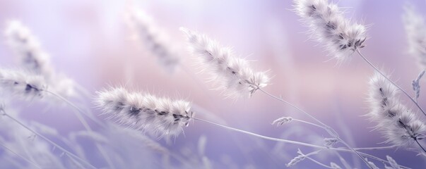 lavender field in the morning