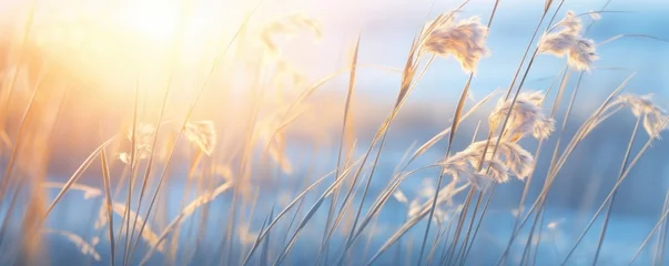Fotobehang reeds at sunset © Pixelmagic