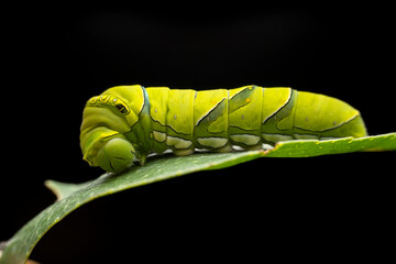 Papilio xuthus larva in the wild state