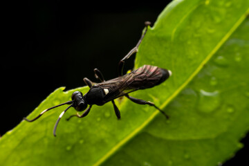 ichneumon flies in the wild state