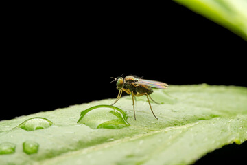 Dolichopodidae in the wild state