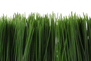 Artificial green grass, cut out isolated