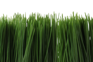 Artificial green grass, cut out isolated