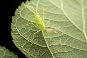 katydid in the wild state