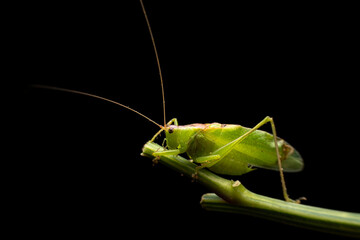 katydid in the wild state