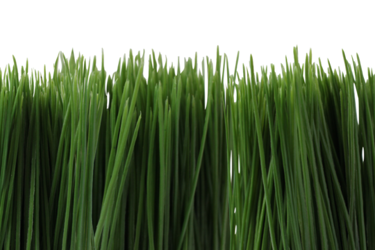Artificial green grass, cut out isolated