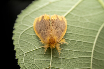 tussock moth in the wild state