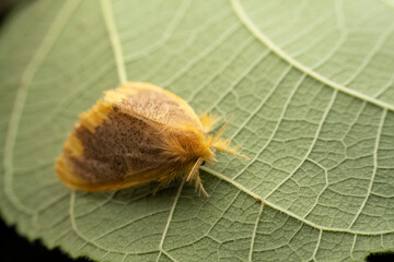 tussock moth in the wild state