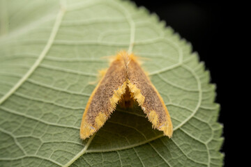 tussock moth in the wild state