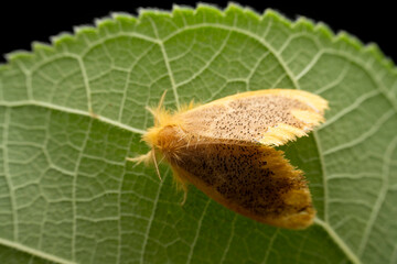 tussock moth in the wild state