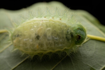 Thosea sinensis Walker nymph in the wild state
