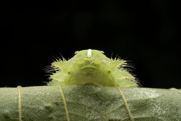 Thosea sinensis Walker nymph in the wild state