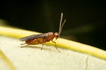 parasitic wasp in the wild state