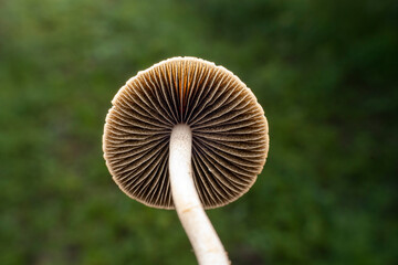 Mushroom close-up photo in the wild state