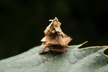 psychid larva in the wild state