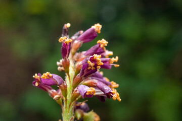 false indigo flowers in the wild state