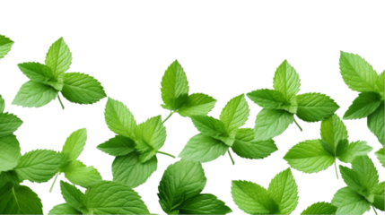 Mint leaves on transparent background