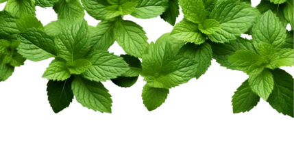 Mint leaves on transparent background