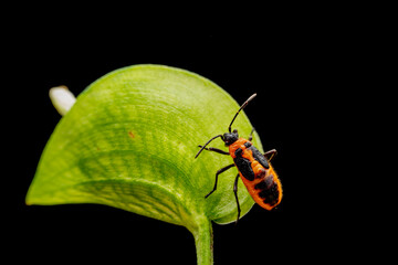 Tropidothorax elegans Distant in the wild state