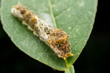 Pepper butterfly larvae in nature state