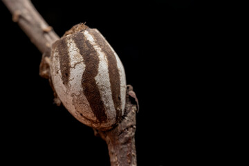 Limacodidae cocoon in the wild state