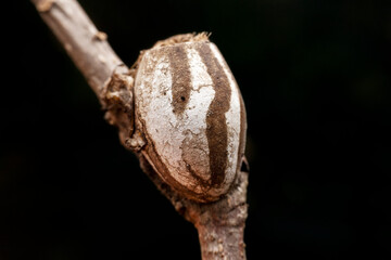 Limacodidae cocoon in the wild state