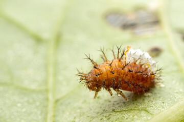 henosepilachna vigintioctomaculata larva in the wild state