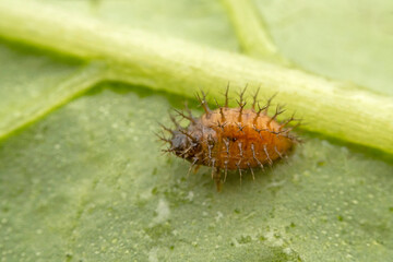 henosepilachna vigintioctomaculata larva in the wild state