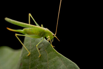 katydid in the wild state