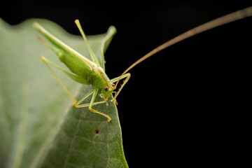 katydid in the wild state