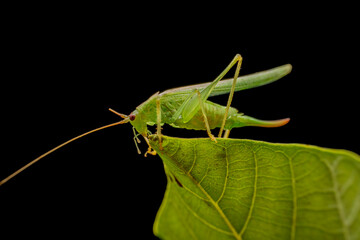 katydid in the wild state