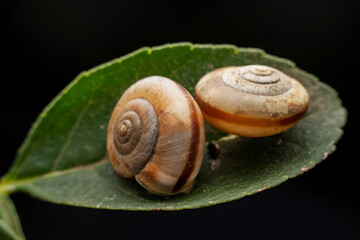 snail in the wild state