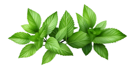 Mint leaves on transparent background