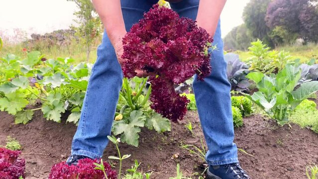 planting flowers in the garden