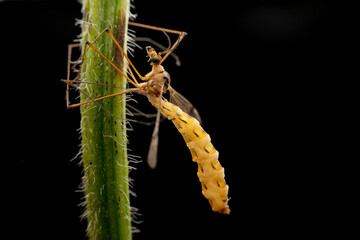 Tipulidae in the wild state