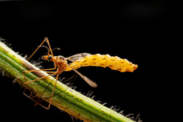 Tipulidae in the wild state