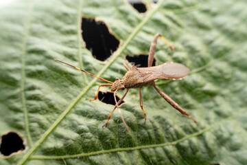 Riptortus pedestris in the wild state