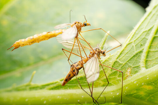Tipulidae in the wild state