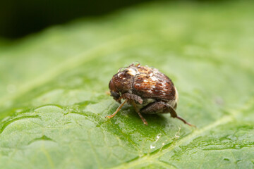 bean weevil in the wild state