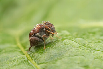 bean weevil in the wild state