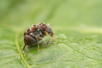 bean weevil in the wild state