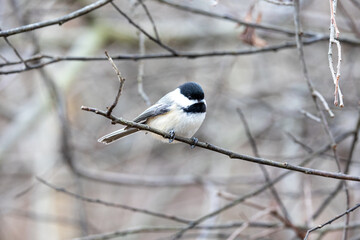 Portrait of a black-capped chickadee