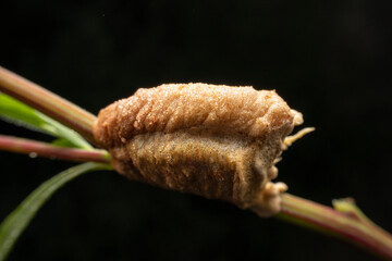 mantis Egg mass in the wild state