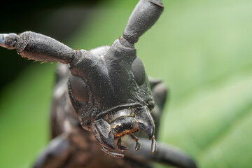 Citrus long-horned beetle in the wild state - obrazy, fototapety, plakaty