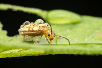 Leaf beetles covered in dewdrops forage on wild plants
