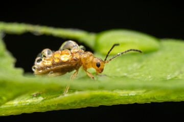 Leaf beetles covered in dewdrops forage on wild plants