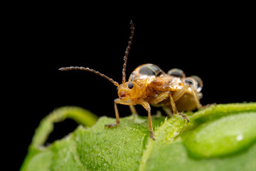 Leaf beetles covered in dewdrops forage on wild plants