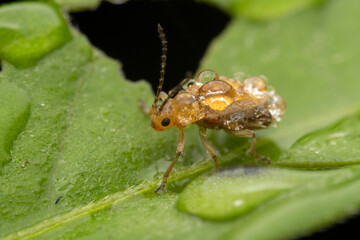 Leaf beetles covered in dewdrops forage on wild plants