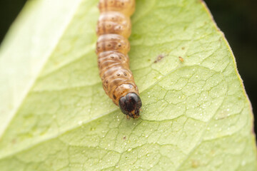 Lepidoptera larvae in the wild state